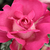 Ružová - Čajohybrid - Baronne E. de Rothschild